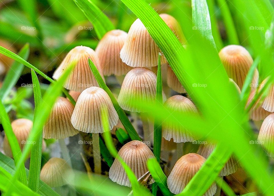 Mystical Mushrooms