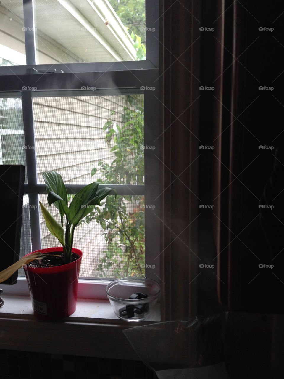 Window plant. Windowsill
