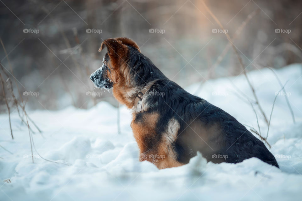 	Red cute german shepherd 5-th months puppy portrait at snow at the winter