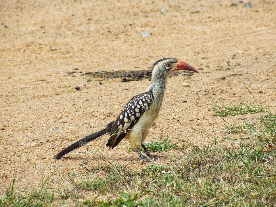 Hornbill