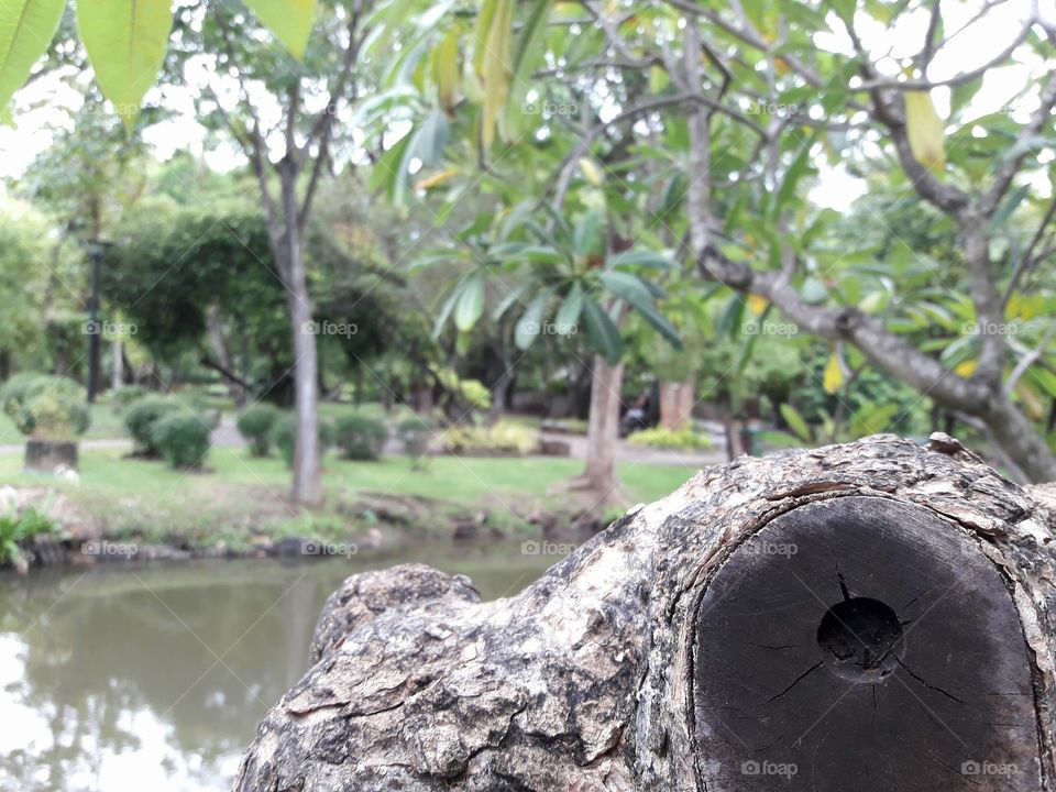 nature view in summer