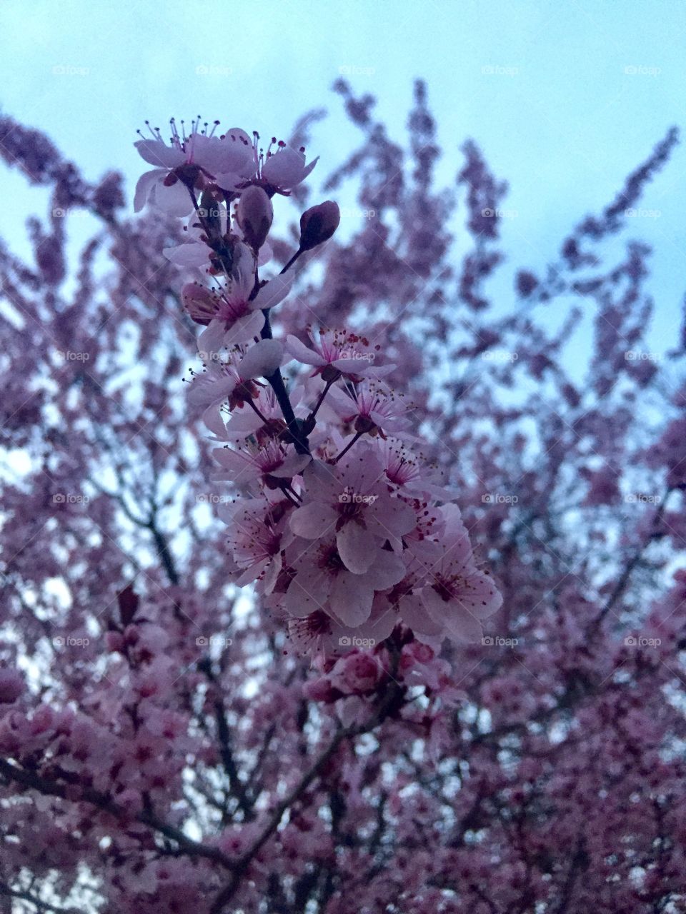 Pink Spring blossoms 