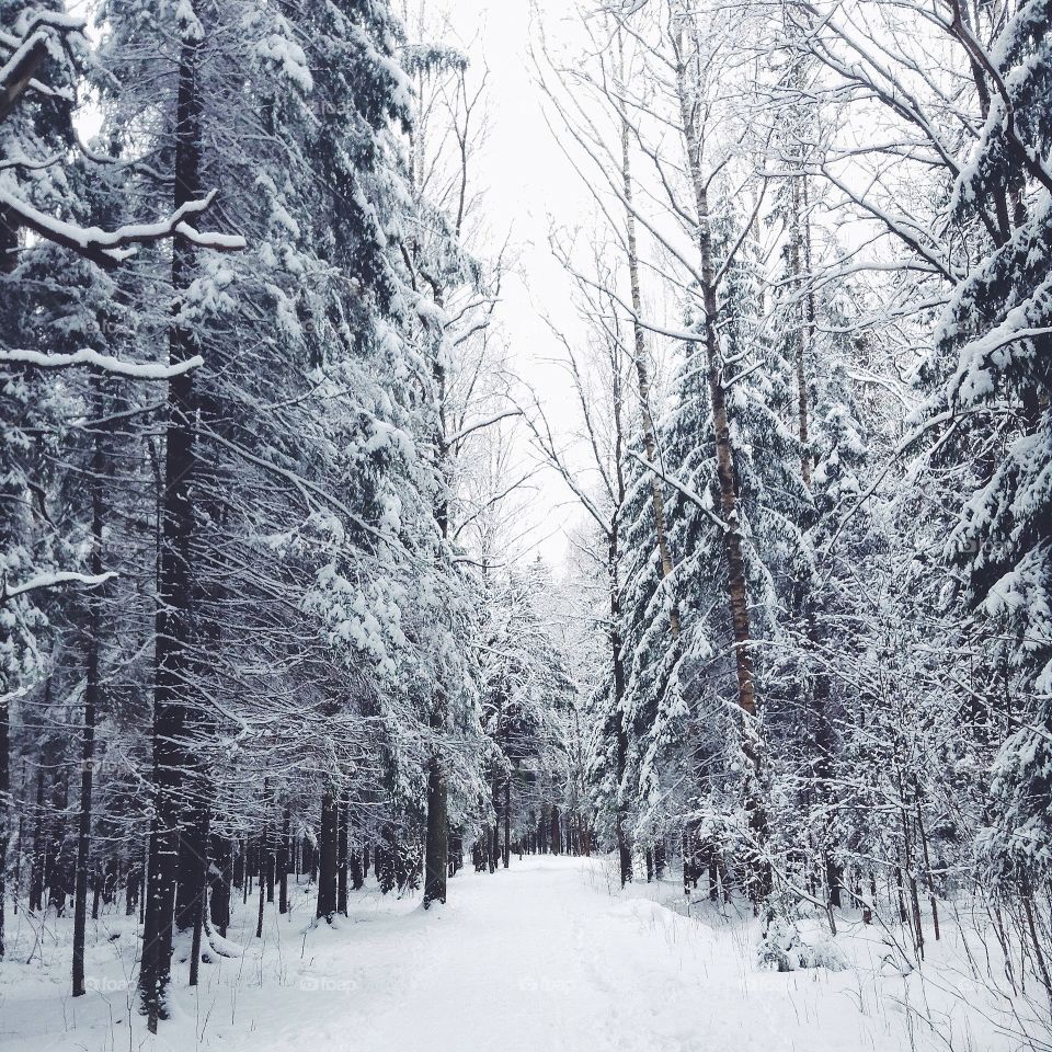Winter in the forest