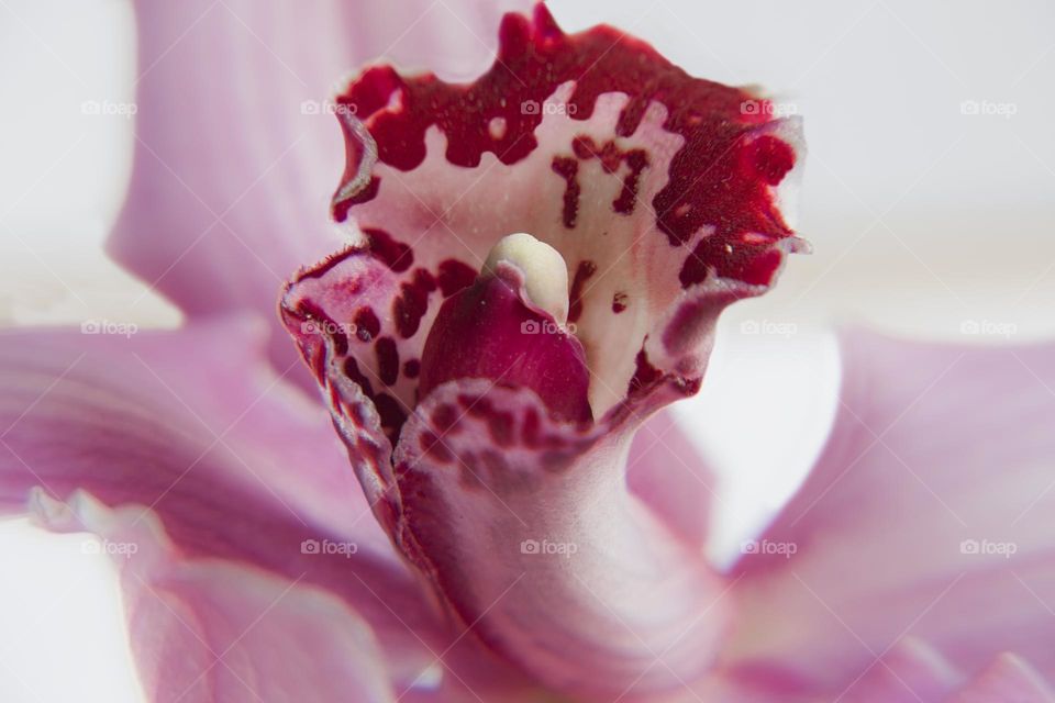 Close up of beautiful orchid flower