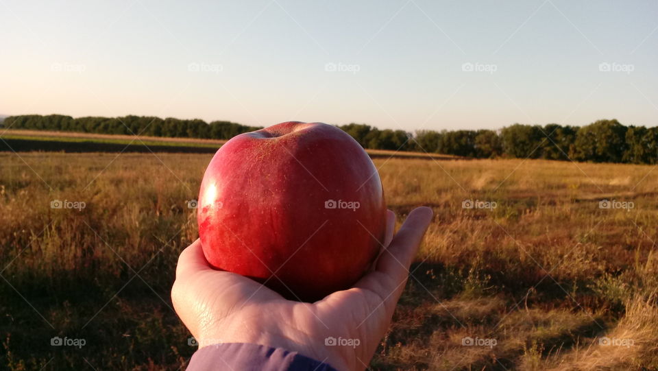 big red apple on hand