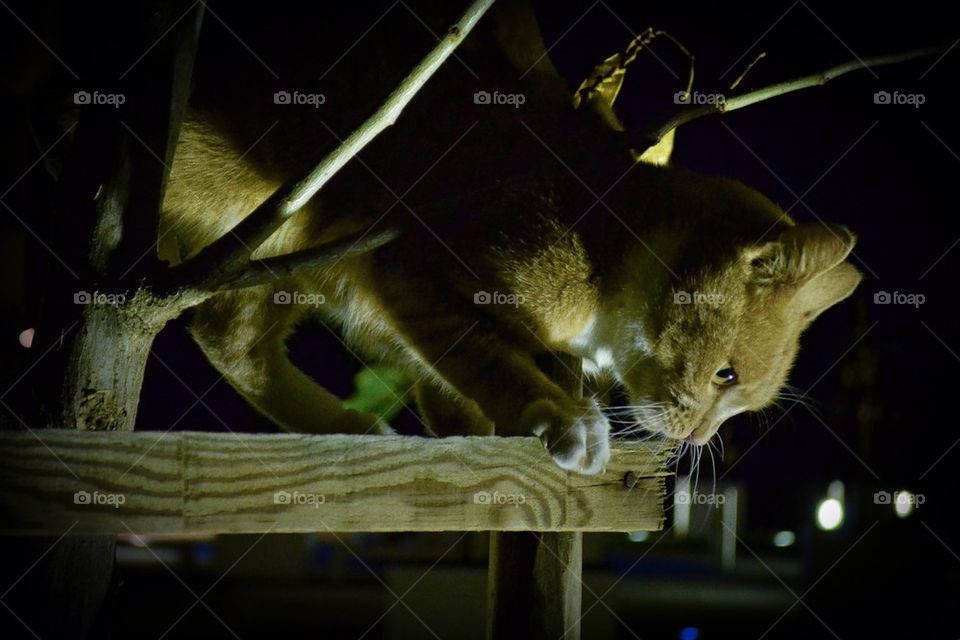 Night cat!