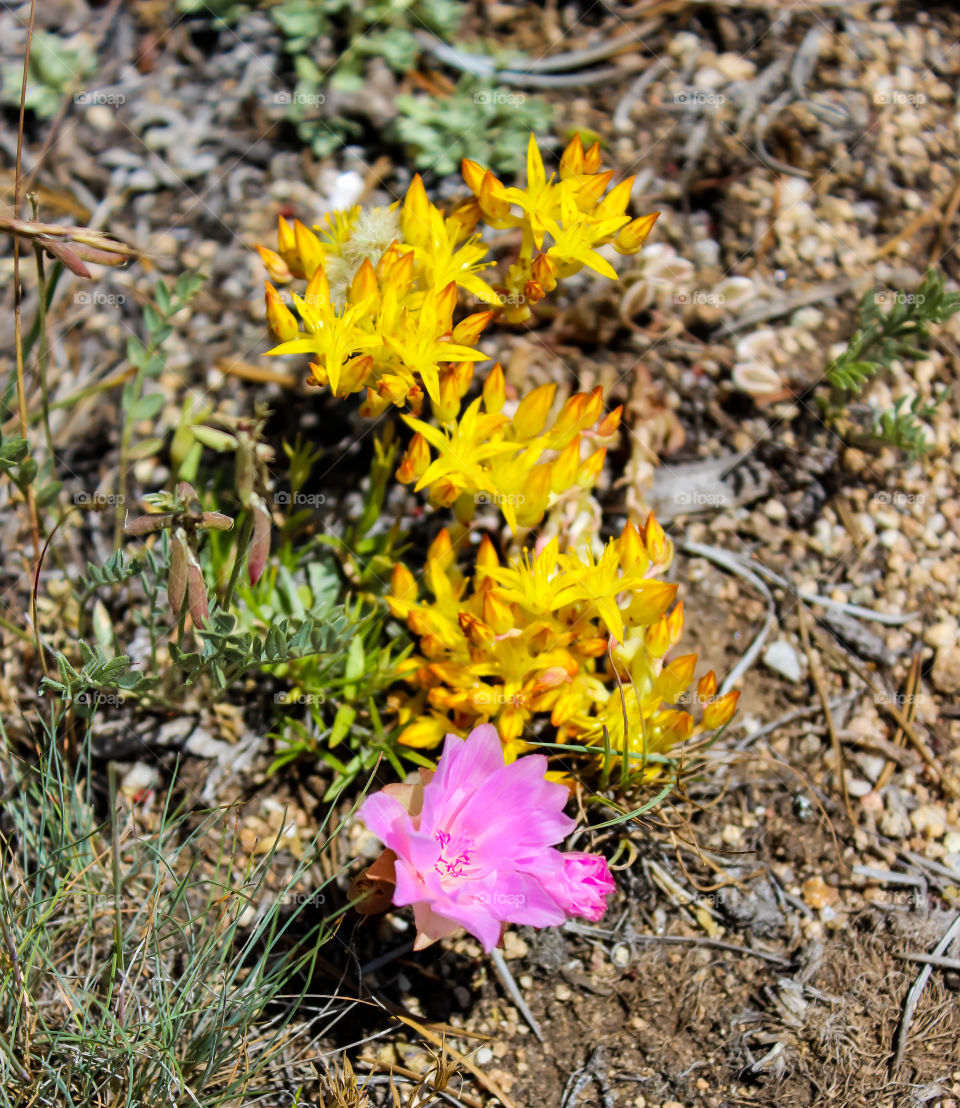 Wyoming Wildflowers