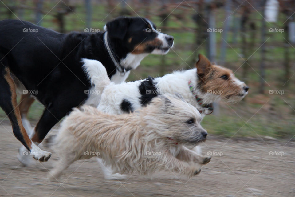 Dog race