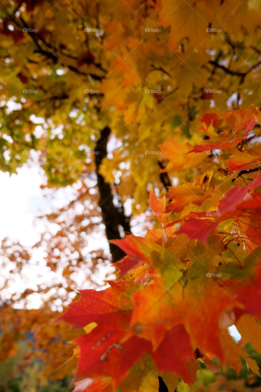 fierce leaves