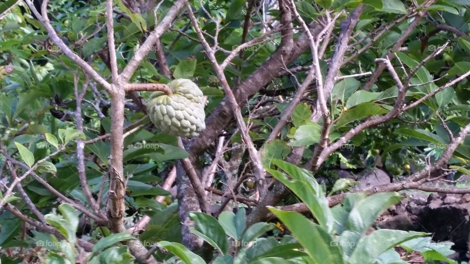 Apple custard tree