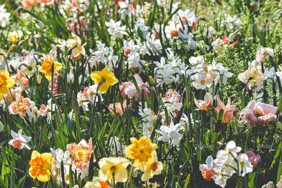 Colorful flower field / campo de flores colorido 