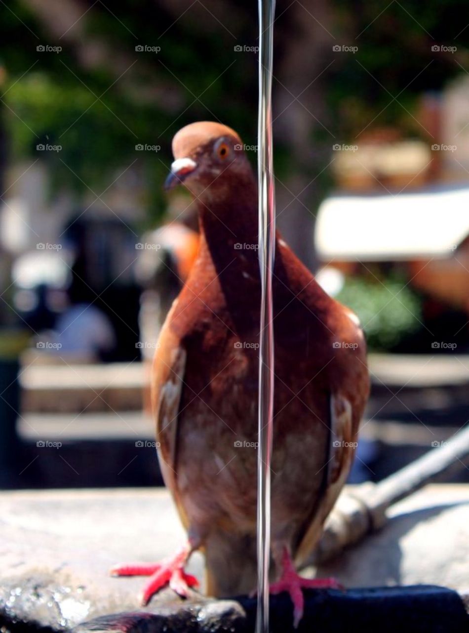 A brown pigeon