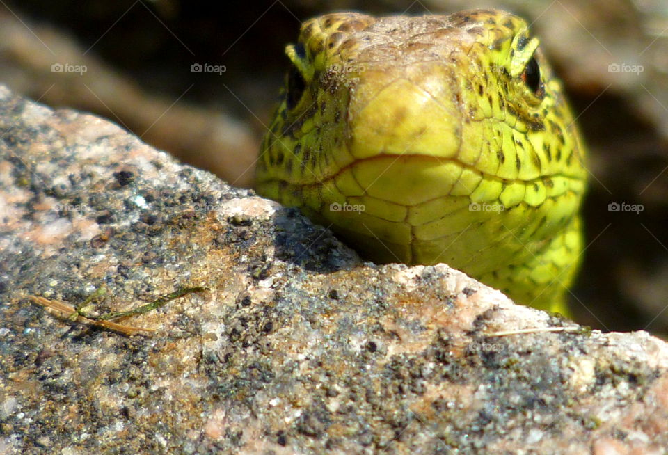 Green sand lizard lying on the stone
