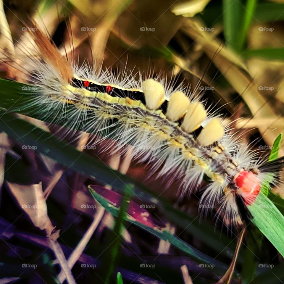 Tussock Moth Caterpillar - Oruga de la Polilla Tussock