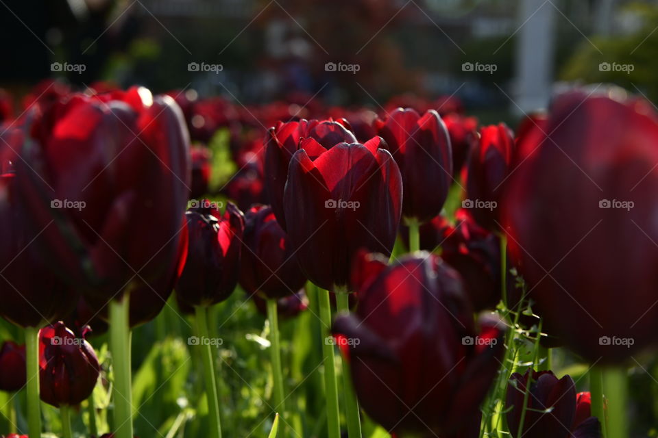Jardín botánico, Madrid