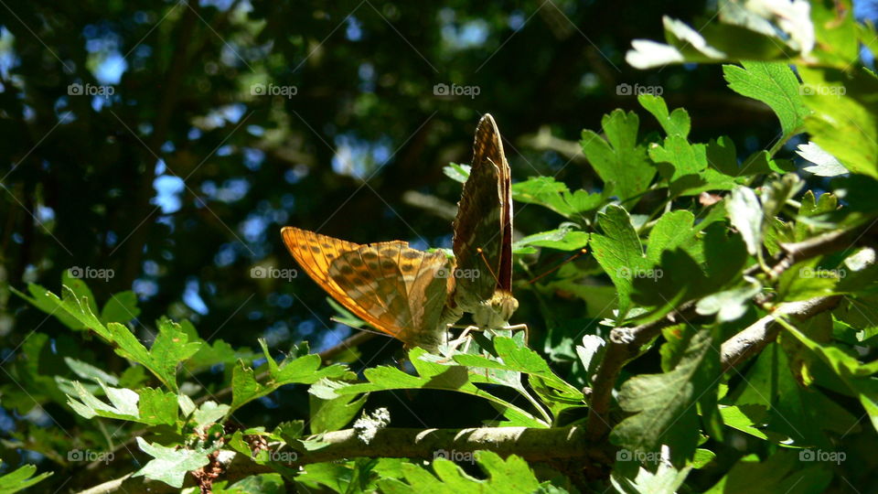 Paarende Schmetterlinge
