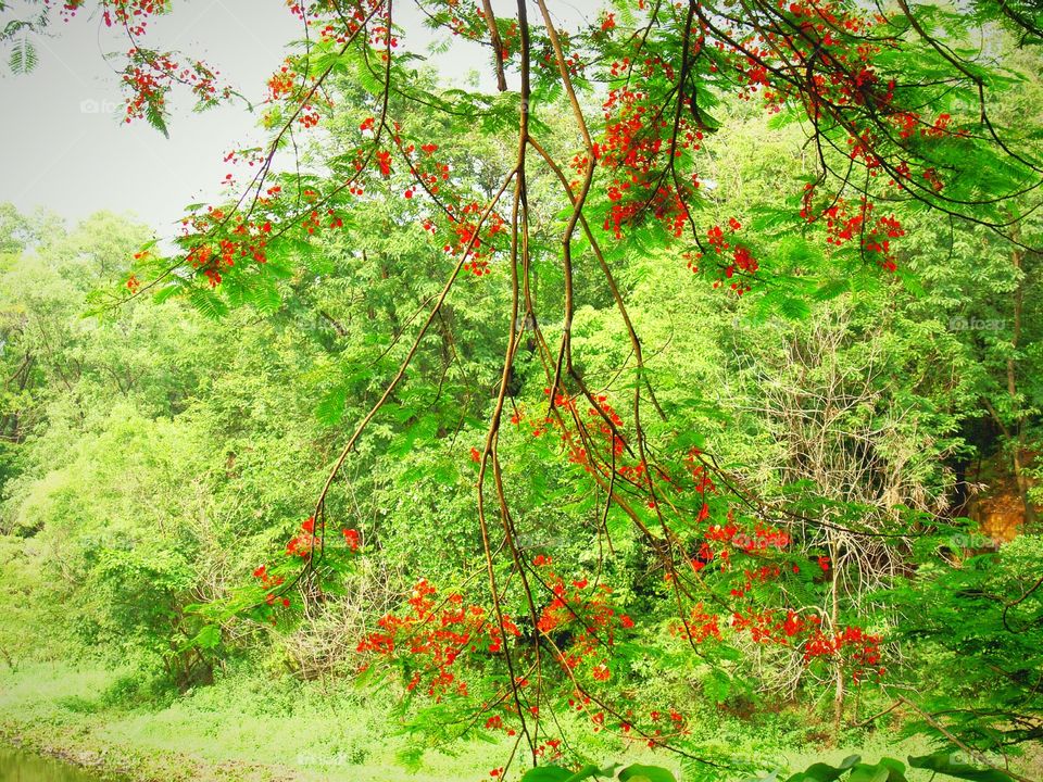 Royal poinciana flower