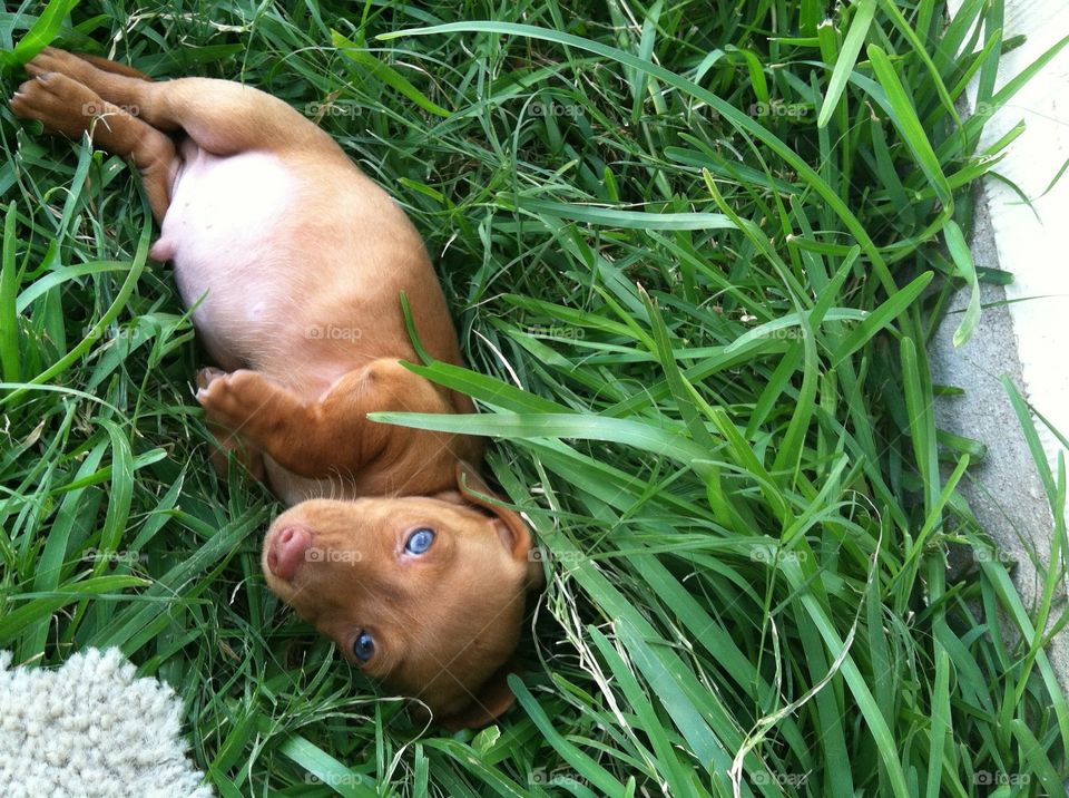 One of our AKC Miniature Dachshund puppies relaxing in the backyard 