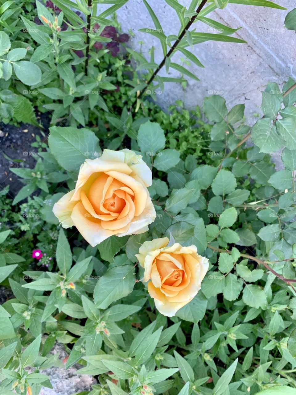 Roses in the garden 