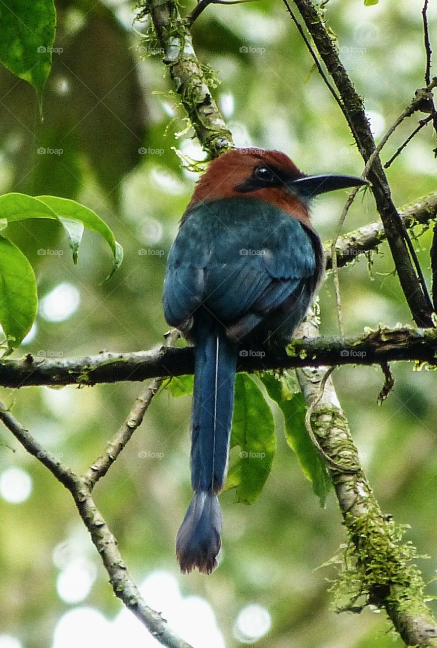 Rufous Motmot Tropical Bird