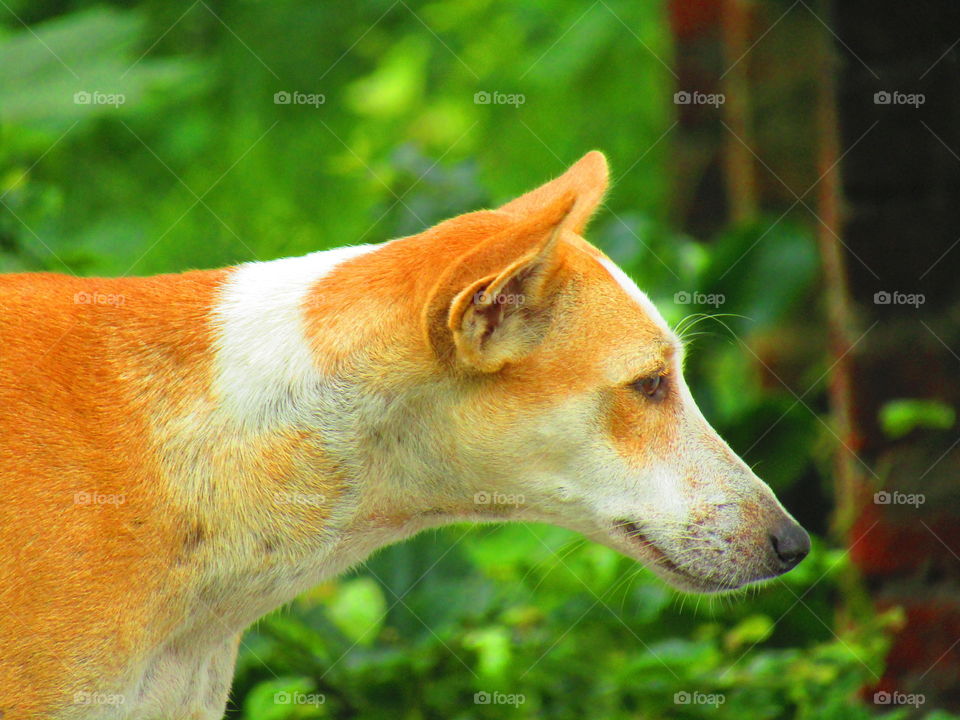 cute street dog in india with beautiful green background