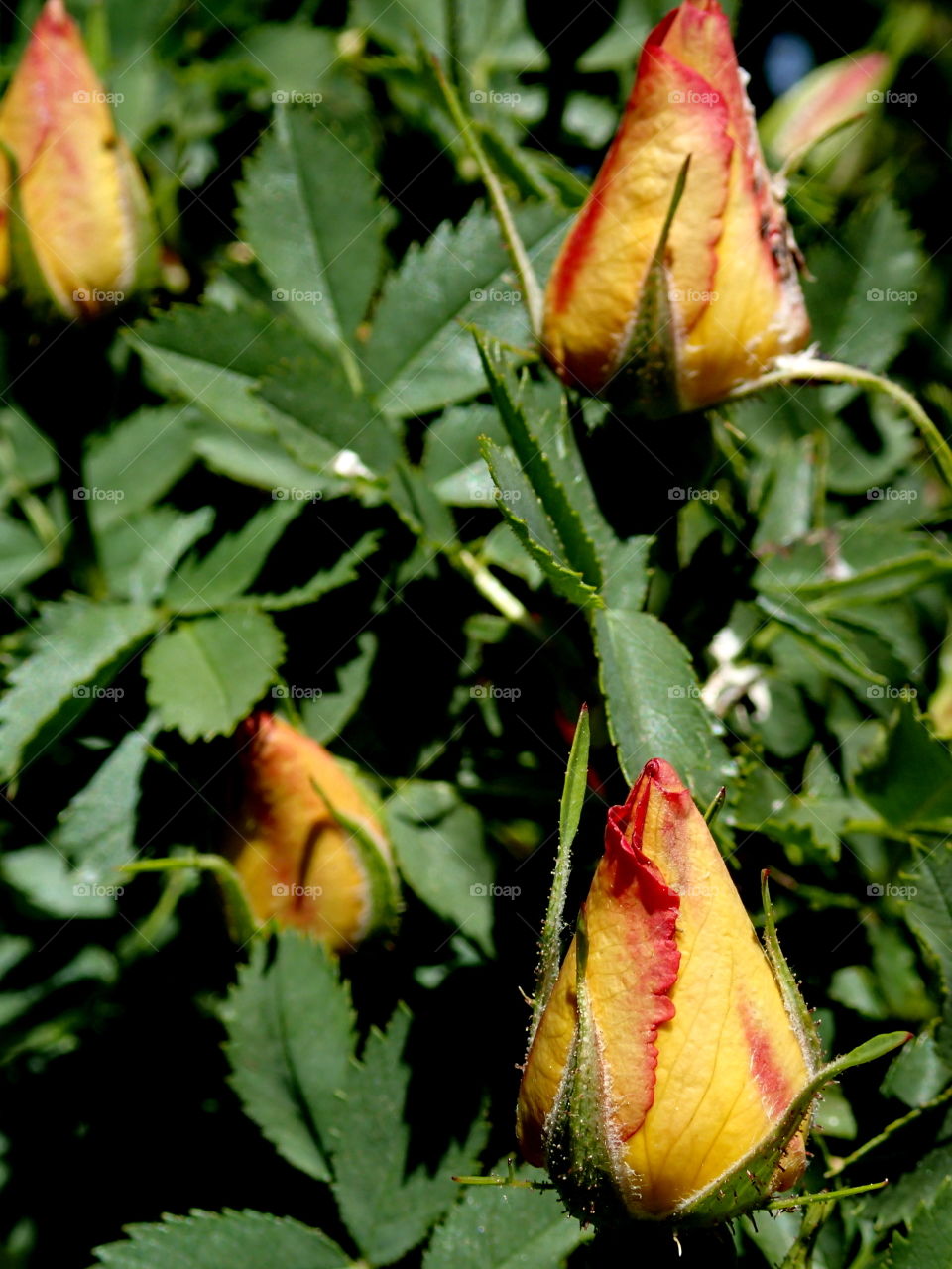 Beautiful yellow roses with red tips in bright green bushes ready to bloom on a sunny spring day. 