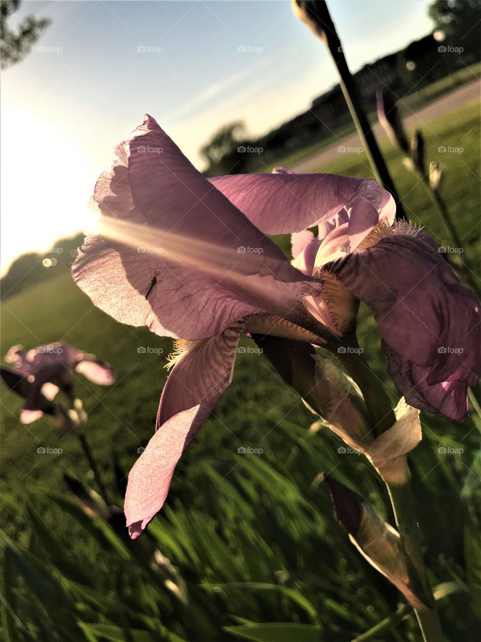Sunlight ray and iris flower