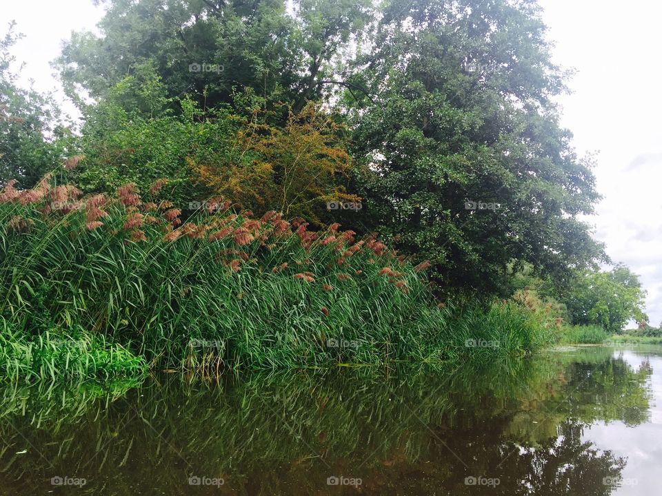 Tree by the water