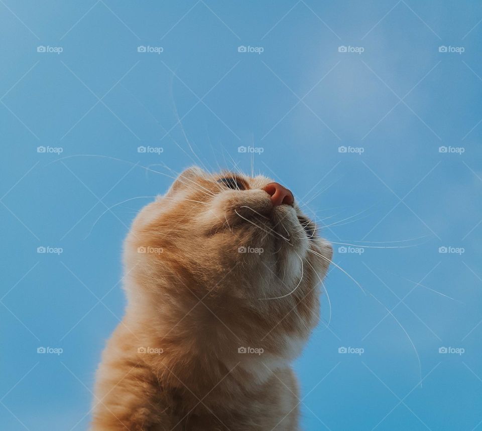 original portrait of a red country cat against the background of a clear, blue sky, bottom view