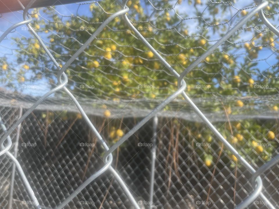 Lemon tree from a fence view