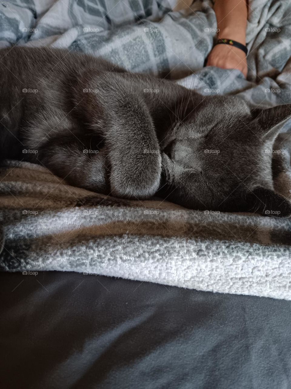 Russian blue sleeping cat