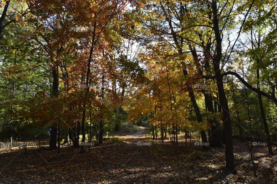 Taking a autumn walk. This is a path I found at a local mountain and I fell in love with its beauty