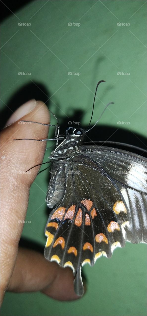 beautiful black butterfly in hand finger