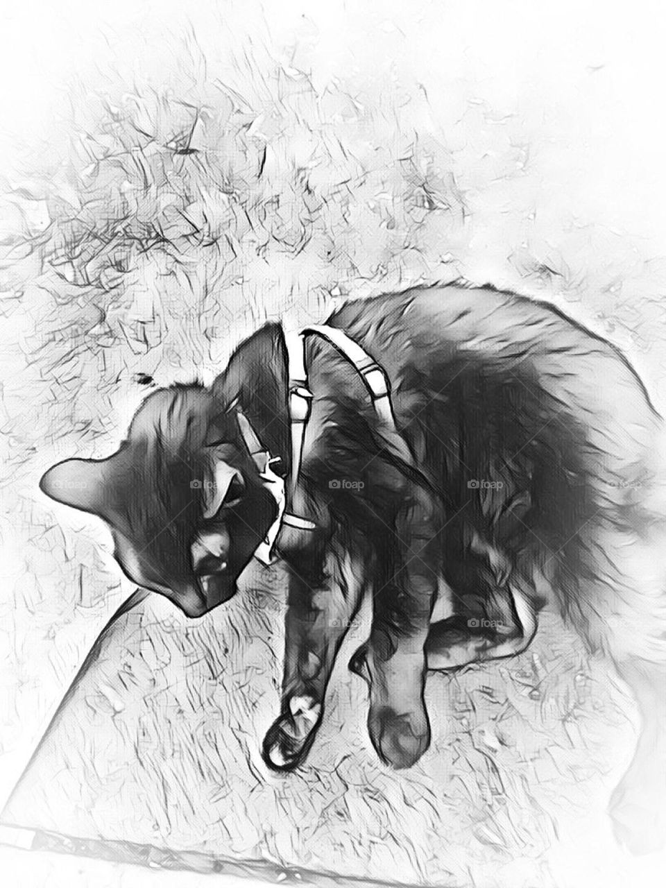 Pencil drawing of a cat wearing a harness laying in the grass.
