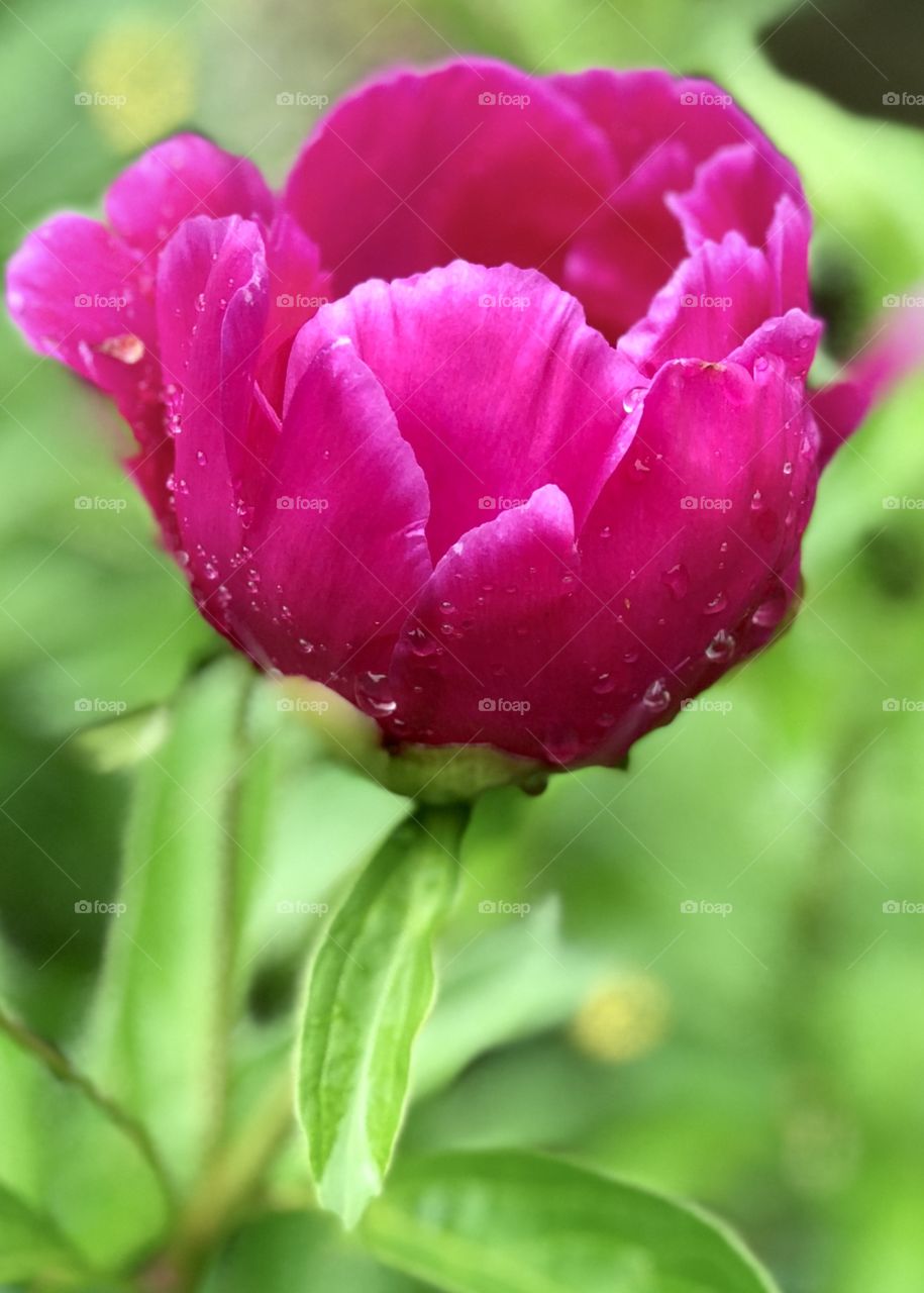 Rain covered peony