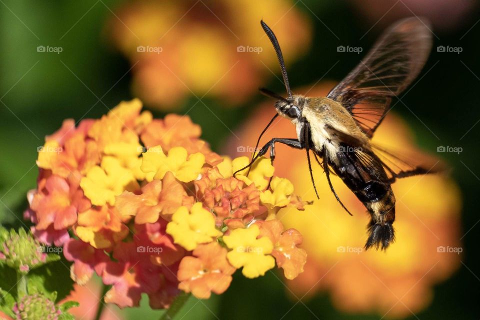 Foap, Glorious Mother Nature. A snowberry clearwing (Hemaris diffinis), also called hummingbird moth or flying lobster, hovers over a cluster of lantana blooms taking in its sweet nectar. Yates Mill County Park, Raleigh, North Carolina. 