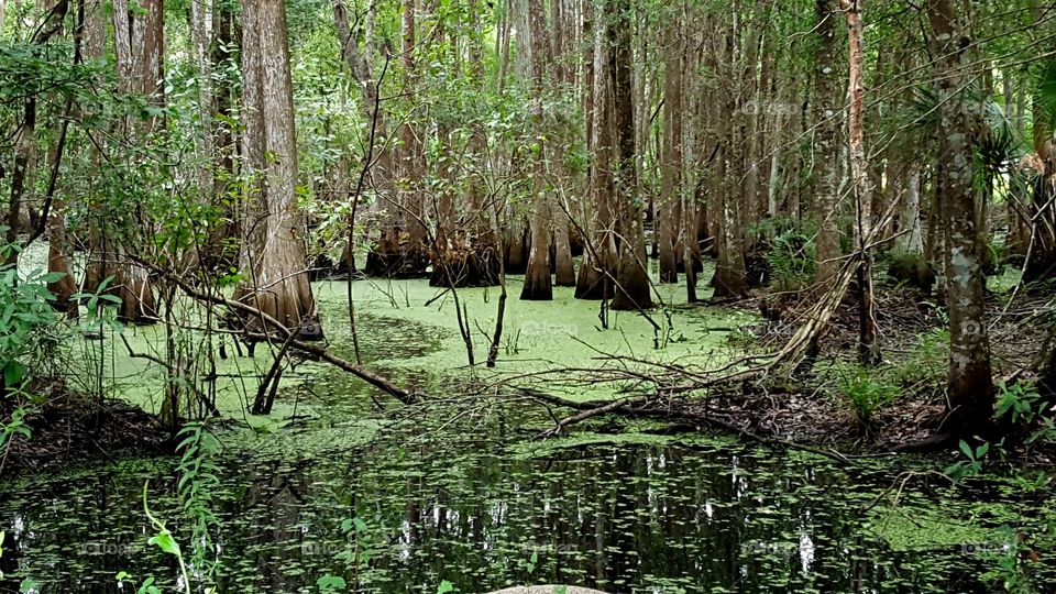 Swamp