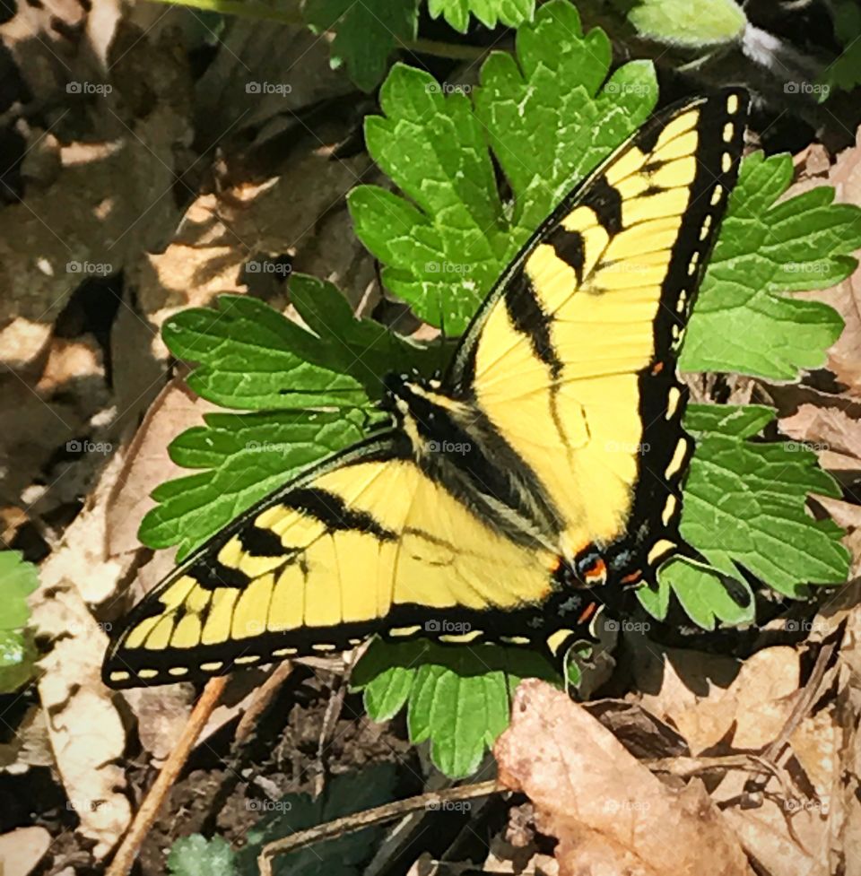 Swallowtail 