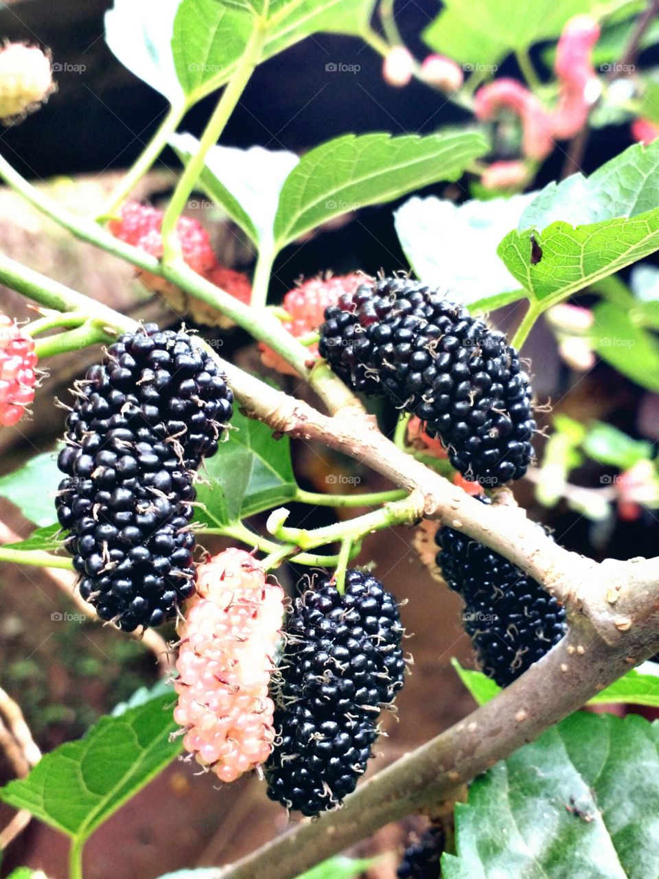 mulberry