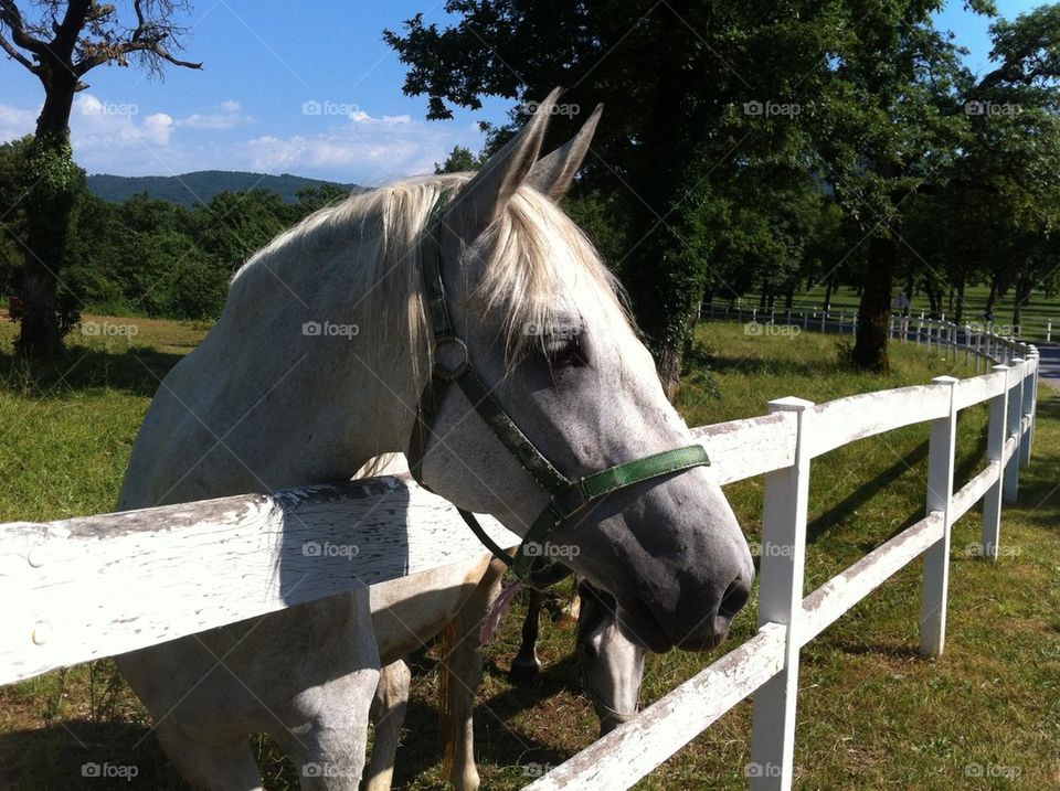 Lipizzaner horse