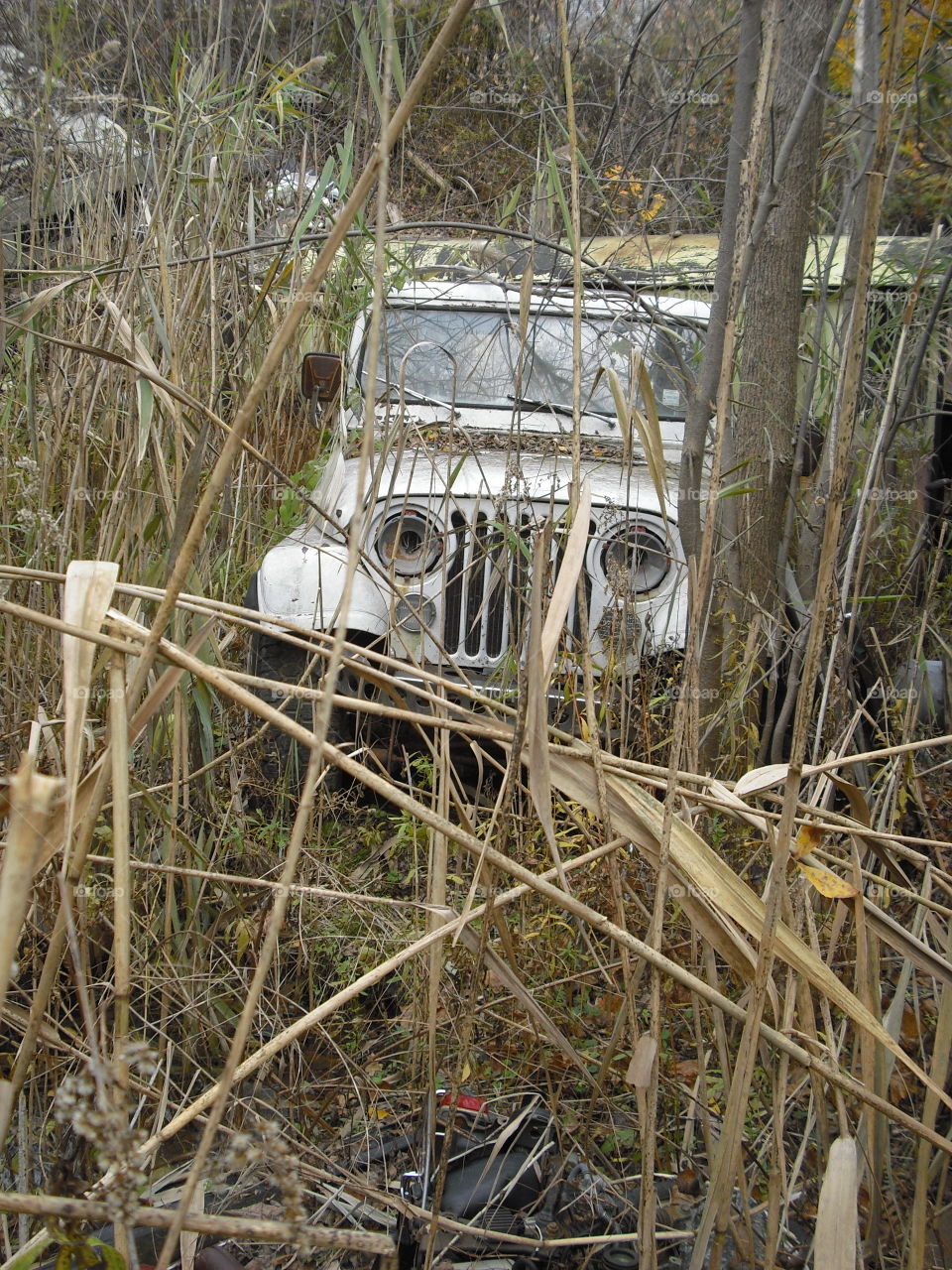 old jeep in weeds