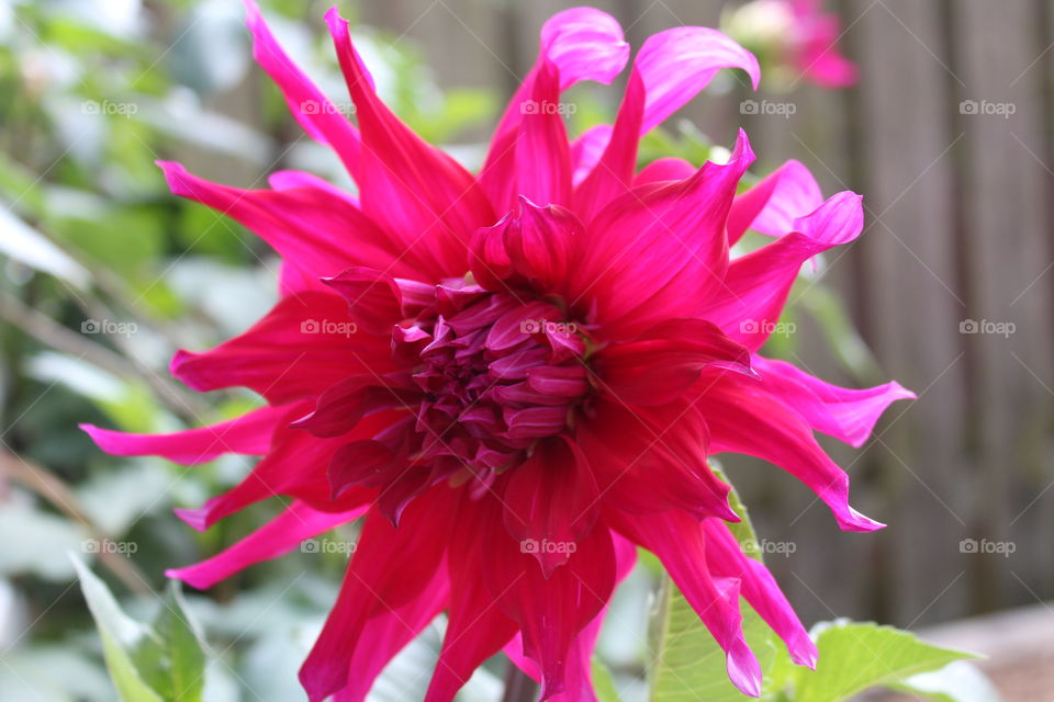 Brightly colored pink flower