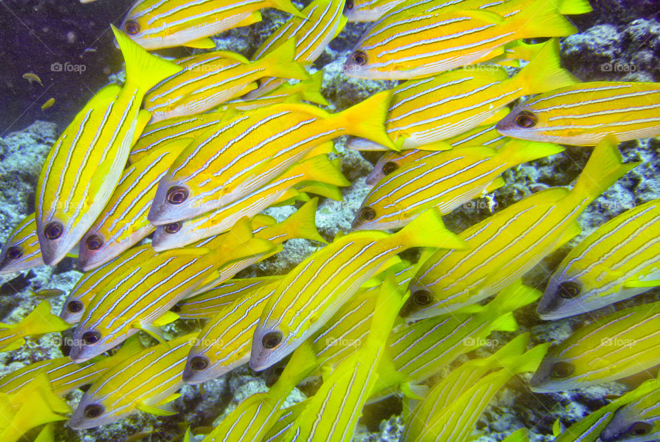 Bluestripe Snapper fish. 