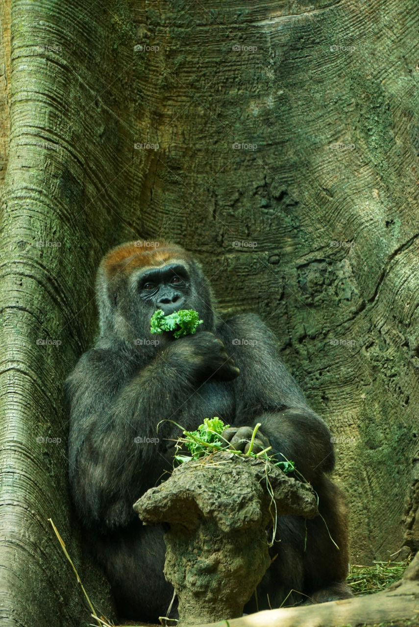 Funny picture of a gorilla in the zoo lazily eating salad 