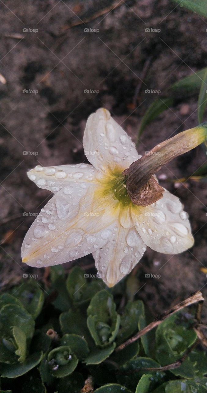 Daffodil after the rain
