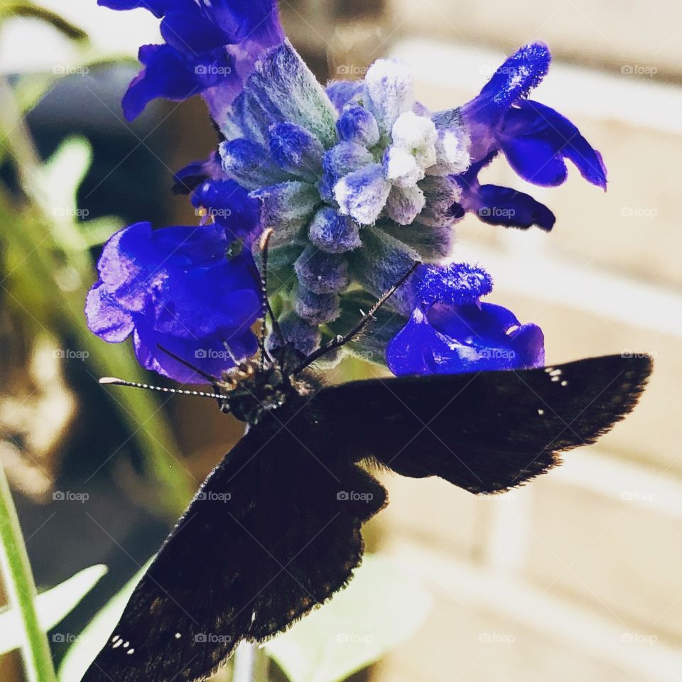 Blue salvia black butterfly 