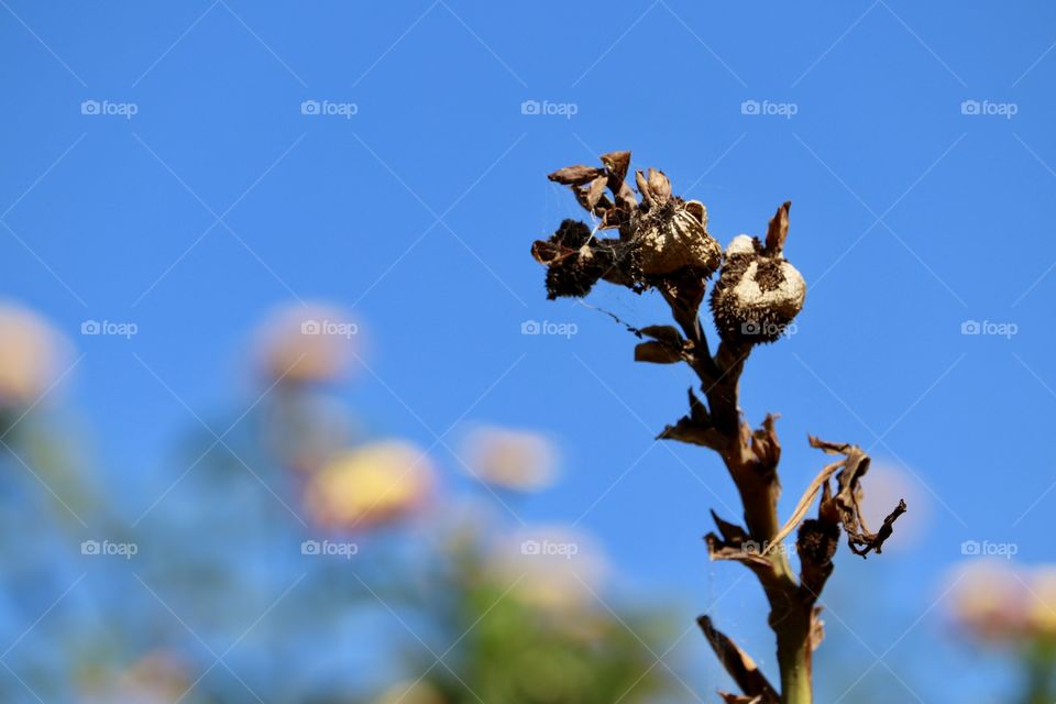 Dead rose branch contrasted against a vivid blue sky with room
For text