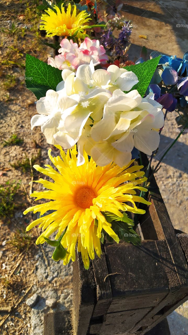 flowers, flores, fleurs