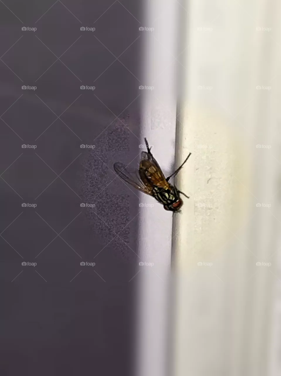 fly