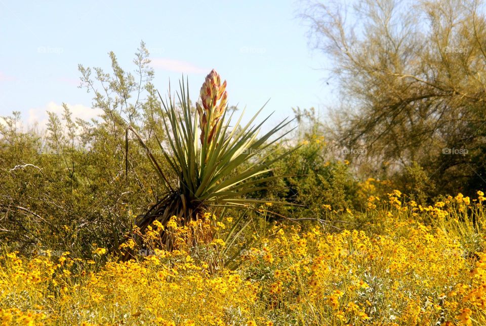 Spring in the Desert